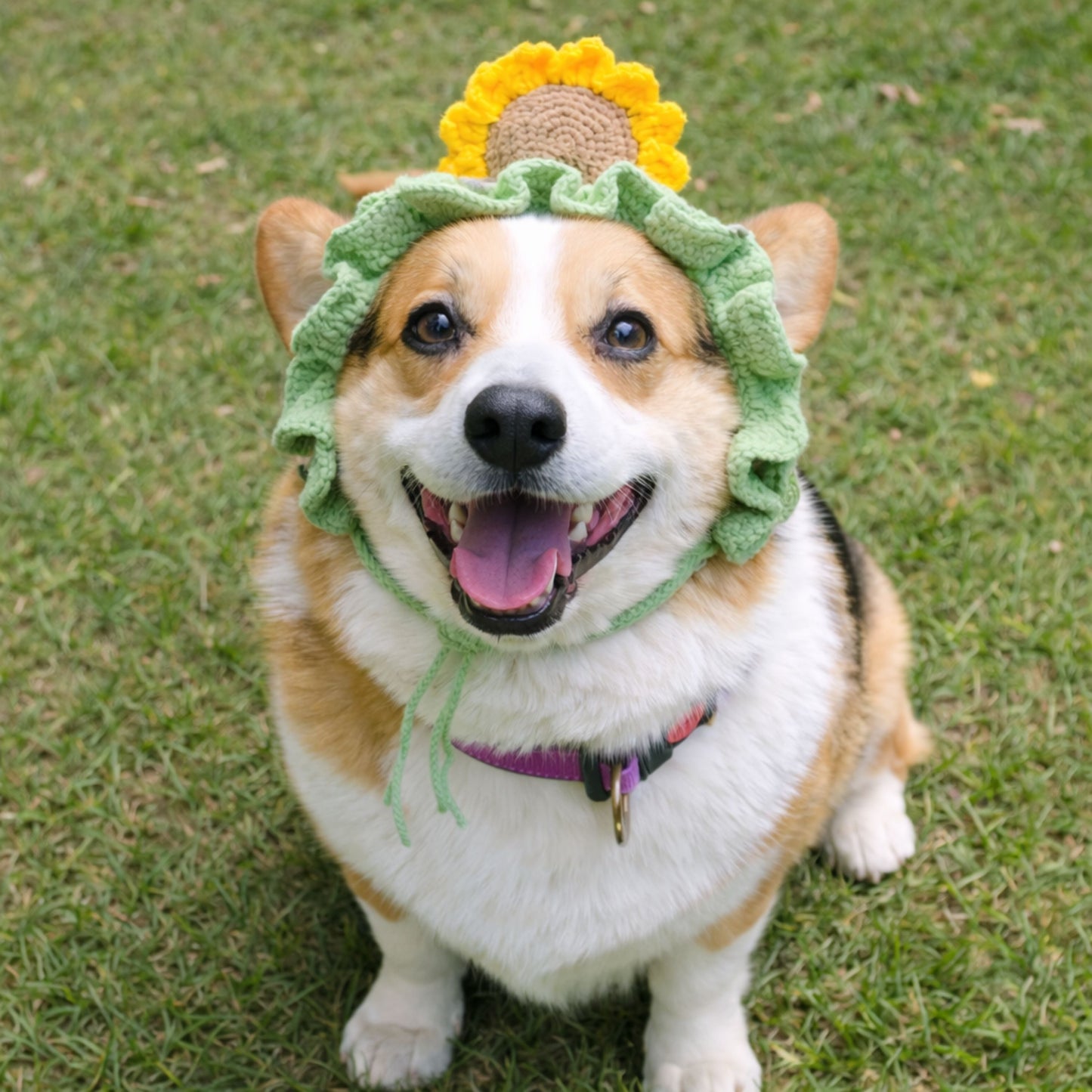 Sunflower Corgi Hat Pattern