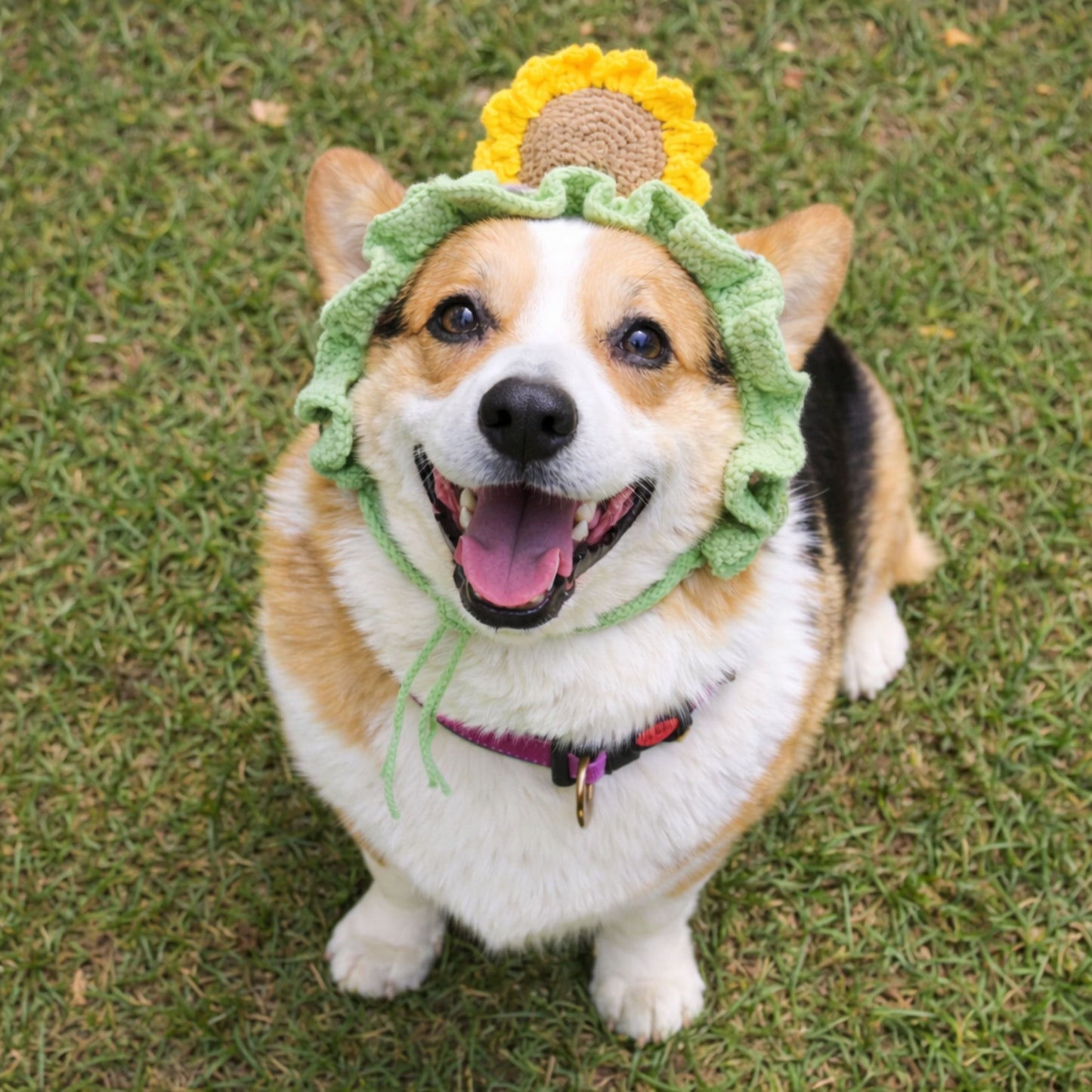 Sunflower Corgi Hat Pattern