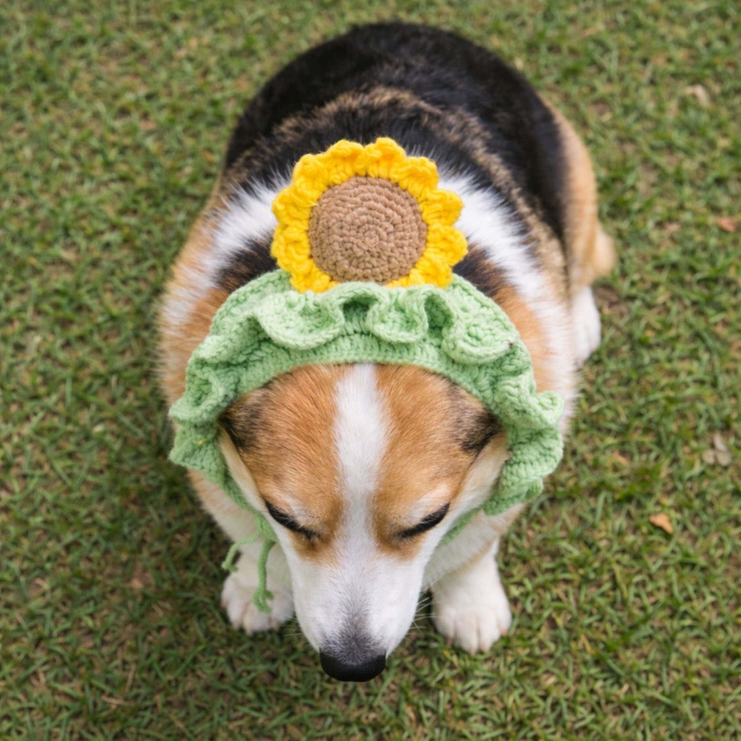 Sunflower Corgi Hat Pattern