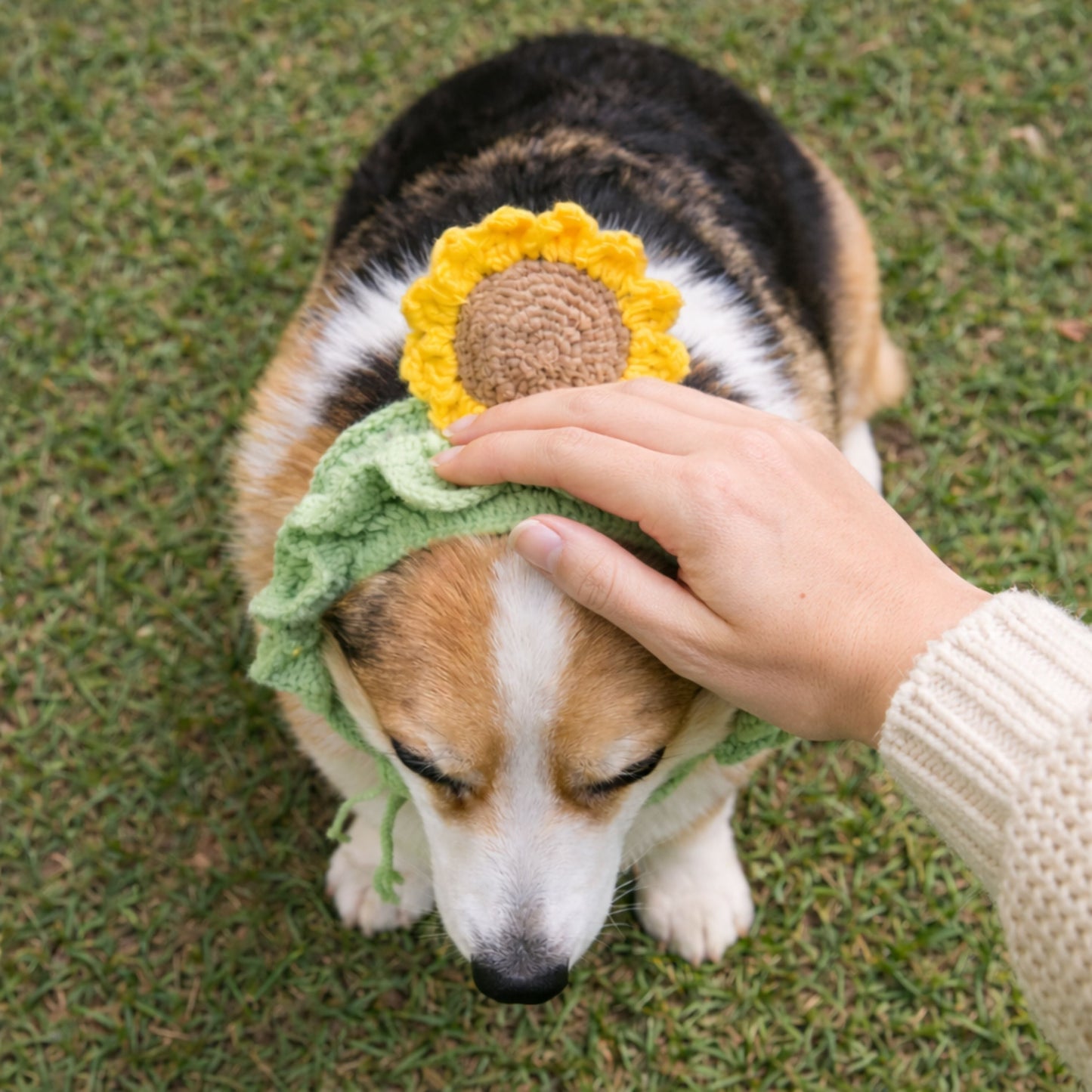Sunflower Corgi Hat Pattern